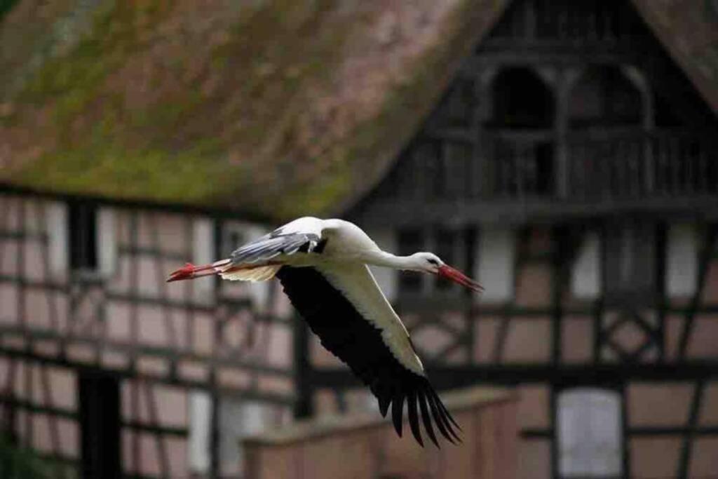 Coeur Alsace Apartment Colmar Luaran gambar